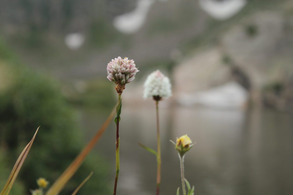 Small wildflowers at the top of Silver Dollar Lake Trail 