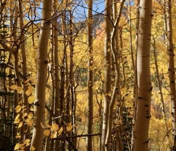 Colorado aspen trees with yellow leaves.