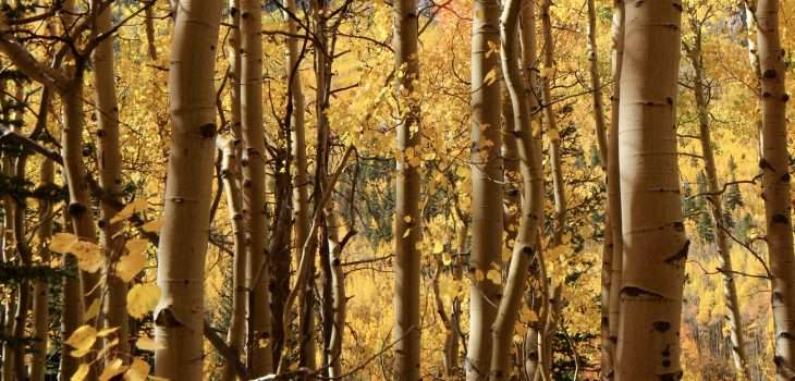 Colorado aspen trees with yellow leaves.